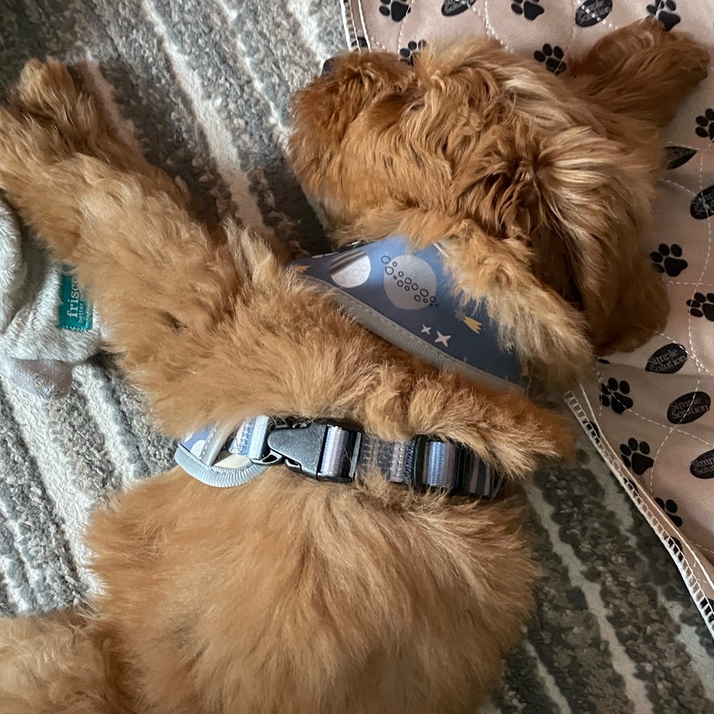 Lucy & Co. Lunar Blue/Gray Dog Harness | size XS - Picture 5 of 10